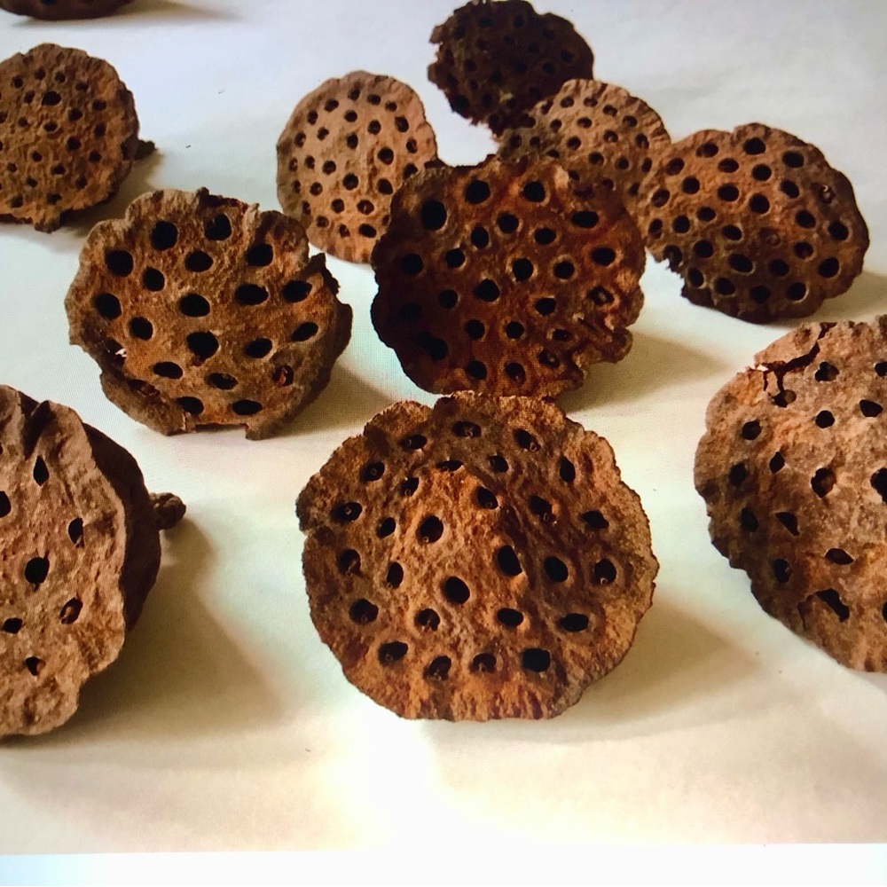 12 Brown Lotus Pods Medium Size 2”Dried Decorative Accents